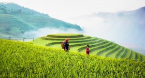 Le Risaie Più Belle del Vietnam: Sapa, Mu Cang Chai o Ha Giang?